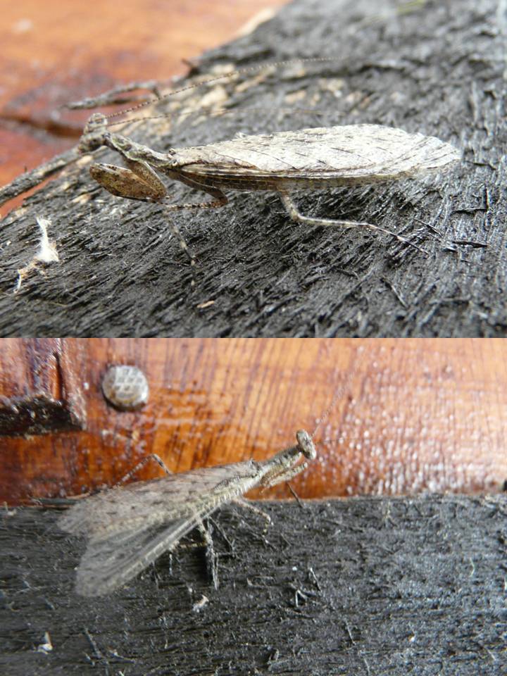 FIGURE 16 FIGURE 16